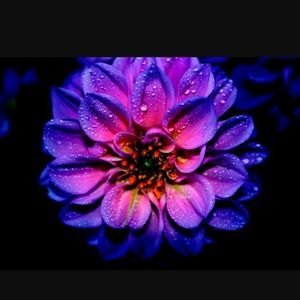 Meet your Posher, Dalia